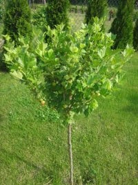 Großhandelsverkauf von Setzlingen für Gartencenter und Distributoren