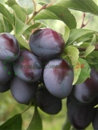 Umfassende Dienstleistungen von der Beratung bis zur Lieferung fertiger Setzlinge