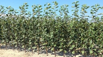 Moderne Anbautechnologien in der mehrgenerationalen deutschen Baumschule