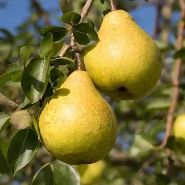 Birnbäume